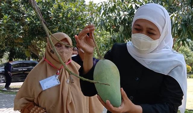 Gubernur Khofifah memetik Buah Mangga di Halaman Aula Al Muktamar Lirboyo (Kintan Kinari Astuti)