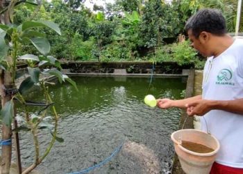 Prio berada di kolam ikan nila berada di belakang rumahnya (Nanang Priyo Basuki)