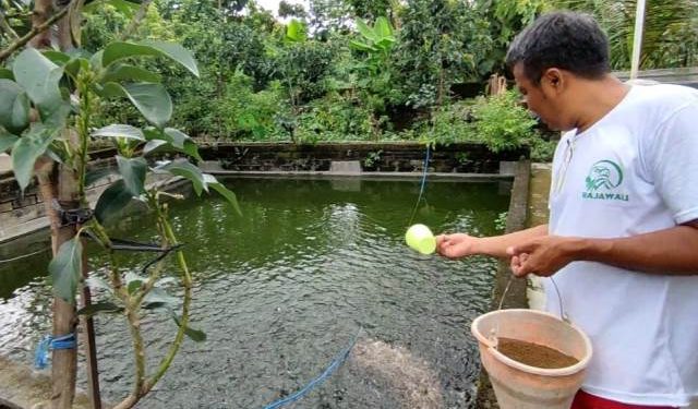 Prio berada di kolam ikan nila berada di belakang rumahnya (Nanang Priyo Basuki)