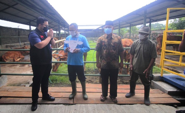 Hibahkan 19 Sapi, Mas Dhito Canangkan Peternak Bangkit Daging Murah Melimpah
