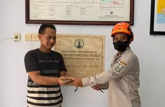 Tim BKSDA Rawat Anak Buaya Ditemukan di Dermo, Satwa Dilindungi Habitatnya di Sungai Brantas