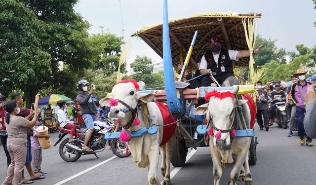 Mas Dhito saat mengendalikan cikar (kominfo)