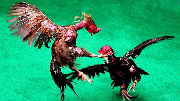Aduan Ayam Selodono Ringinrejo Dikabarkan GEGER GEDEN