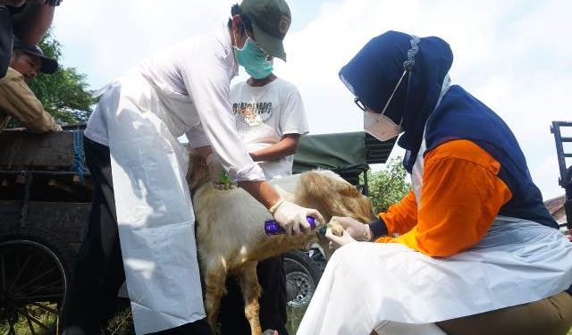 Tim DKPP Kabupaten Kediri saat pemeriksaan di Pasar Hewan Grogol (Kominfo)