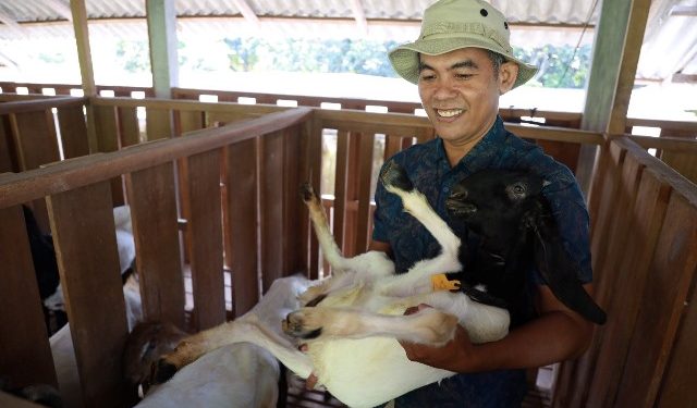 drh. Pujiono saat melakukan pemeriksaan hewan ternak (Kominfo)