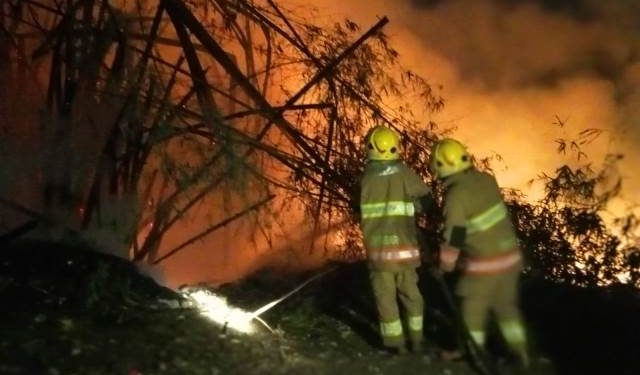 Api berkobar pada rumpun bambu (damkar)