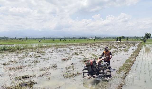 Lahan persawahan sempat terendam air hujan (Sigit Cahya Setyawan)