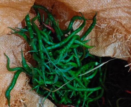 Barang bukti cabe milik Budiono (humas)