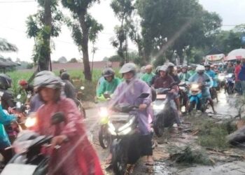 kondisi pasca pohon tumbang (Muhamad Dastian Yusuf)