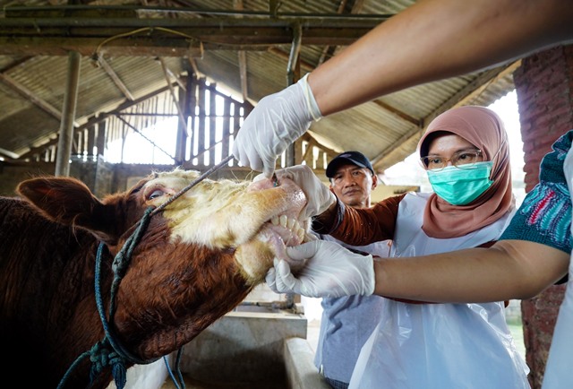Jelang Idul Adha, DKPP Kabupaten Kediri Intensifkan Monitoring Hewan Kurban, Bupati : Pastikan Sehat dan Siap Disalurkan