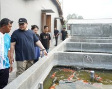 Akhir Agustus, Pemkab Kediri Gelar Kontes Koi Bernilai Ekonomi Rp700 Miliar