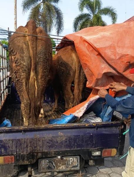 Dini Hari Mencekam Aksi Kejar – Kejaran di Ngancar, Dua Sapi Digondol Maling, Mobil Pelaku Ditinggal
