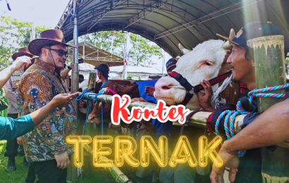 Kontes Ternak Kediri Bangkit, Sapi 1,2 Ton Jadi Bintang! Kontes Ternak Kediri Bangkit, Sapi 1,2 Ton Jadi Bintang!